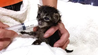 Syringe Feed a hungry small baby kitten
