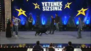 Köpek Eğitimi ve Siyah Alman Kurdu Yavruları