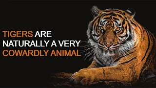 The Truth about Tigers | Lion vs Tiger