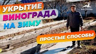 УКРЫТИЕ ВИНОГРАДА НА ЗИМУ | ОБРАБОТКА ОТ ГРЫЗУНОВ | КАК УКРЫТЬ ВИНОГРАД НА ЗИМУ