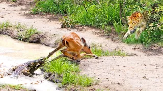 Impala Escapes Crocodile Only To Get Caught by Leopard!