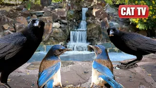 Cat TV for Cat to Watch | 🐦 Black and Blue Birdwatch: Squirrels Join the Scene  | Dog TV