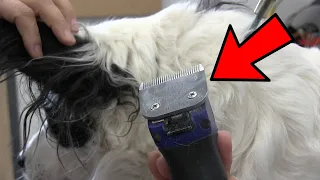 Remove Knotted Hair From Dog's Ears | Avoid Matted Fur !