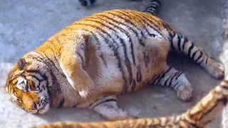 15 Animals With The Largest Appetite In The World