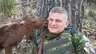 Беззащитный лосёнок подкрался к вооруженному солдату  То, что было после — просто невероятно