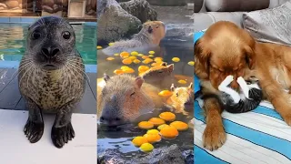 Funny and Cute Animal TikToks that Will Brighten Up Your Day 🥰😻