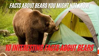 10 Facts about Bears You Might Not Know - Interesting Facts about Bears