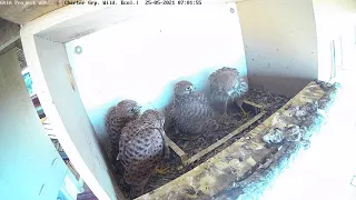 Female brings a large chameleon breakfast| Common kestrel Box Israel CAM|בז מצוי| 25.5.21