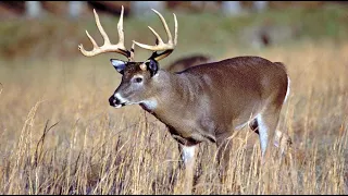 Way of the Whitetail