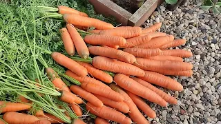 Этот сорт МОРКОВИ РЕКОМЕНДУЮ ВСЕМ!😊🥕🥕🥕