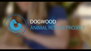 Dogwood Animal Rescue Project Introduction