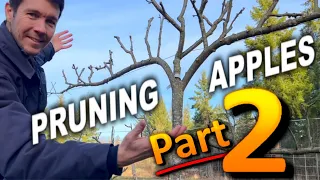 How to Prune Apple Trees PART 2 | Tips for Pruning Espaliered Apple Trees