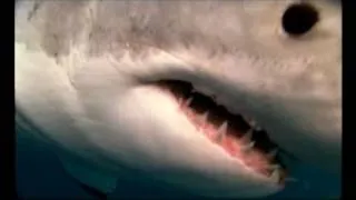 PLANET DER RAUBTIERE - Der weiße Hai | National Geographic HD
