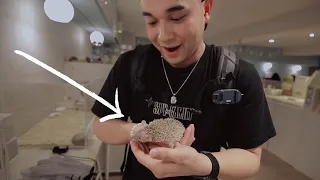 What it's like at a hedgehog cafe in Tokyo, Japan!