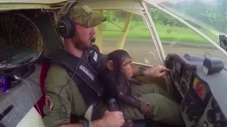 Rescued chimp helps co-pilot plane