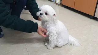 When a puppy Maltese visits the office