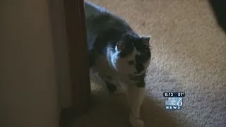 Cat attacks baby, traps family in bedroom