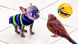 Funny Animal Videos 🤣 Funniest Cats and Dogs Videos 2024 😁 #138