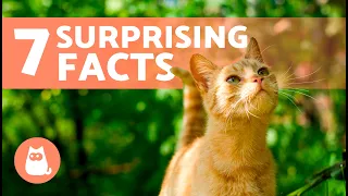 7 FACTS About ORANGE CATS 🐱🧡