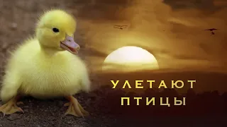 Улетают птицы - Наталия Лансере - детская песня - клип / children's song - birds fly away