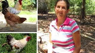Alimentación gallinas criollas - Cruz Delina