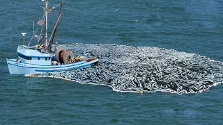 Wow!! Net Fishing, Too Many Fish - Fishermen Seine nets catch hundreds of tons of anchovies on Boat