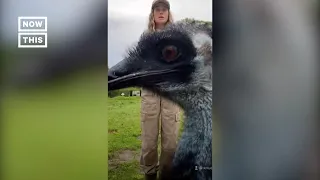 Emu Goes TikTok Viral for Messing With Caretaker's Phone