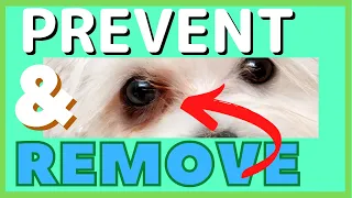 What To Do About TEAR STAINS On My Maltese?