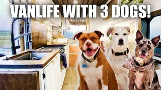 Vanlife morning routine (LIVING WITH 3 DOGS!)