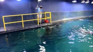Adventure Aquarium biologists feed sand tiger and sand bar sharks