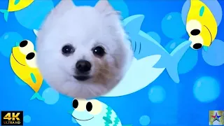 Cutest Baby Shark Dog Version [4K] | Singing Dogs