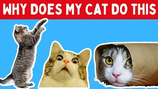 Real Meanings Behind 8 STRANGE Cat Behaviors FINALLY Explained