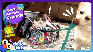 Dog and Cat Sled Team Can Beat Any Robot! | Dodo Kids | Best Animal Friends