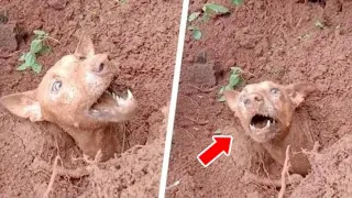 People Dig Out A Dog From The Soil, But They Don't Know What The Dog Will Do Next...