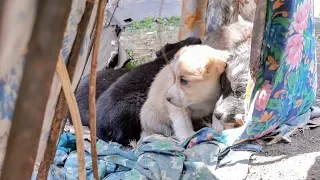 Нашли в заброшке щенят Они в опасности Пришлось забрать Ищем дом Новосибирск saving puppies