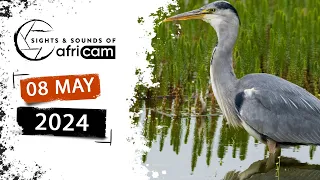 Sights and Sounds of Africam - 08 May 2024