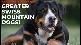 BEGINNER'S GUIDE TO GREATER SWISS MOUNTAIN DOGS