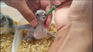 How To Hand feed Baby Parrots | Senegal Parrot| NutriBird |