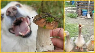 Чудо собака ищет грибы и Гуси убийцы