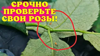 СРОЧНО ПРОВЕРЬТЕ РОЗЫ! НОВЫЙ рецепт СУПЕР коктейля ЗАЩИТА+ПЫШНОЕ ЦВЕТЕНИЕ