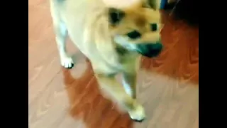 Shiba Inu Running Man Challenge