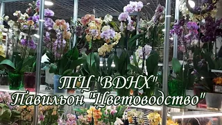Обзор Орхидей в ТЦ РМ ВДНХ | Павильон "ЦВЕТОВОДСТВО" | Ароматные и Редкие Сортовые Орхидеи