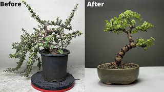 Creating Bonsai from Dwarf Jade Plant | Repotting | Pruning | Wiring | Portulacaria Afra