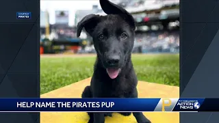 Pirates need help naming new team dog