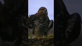 COMMON BUZZARD waiting right in front of trail camera #shorts #nature #wildanimals #birds