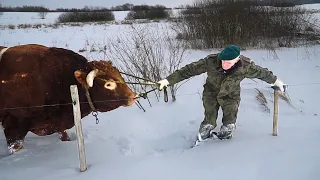 The ice broke under the bull! Romek is angry at ecologists