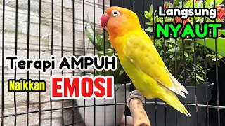 Langsung NYAUT Terapi AMPUH Naikkan EMOSI Lb Bisu Susah Bunyi,Suara Lovebird Fighter Ngekek Panjang