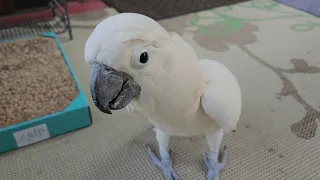 A Wound Up Cockatoo (volume alert)
