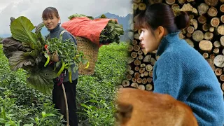 Harvesting green chili gardens to sell, the simple and difficult life of a teenage girl | Ly Thi Ly