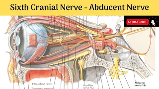 Sixth Cranial Nerve - Abducent Nerve | Nucleus | Course | Distribution | Applied Anatomy